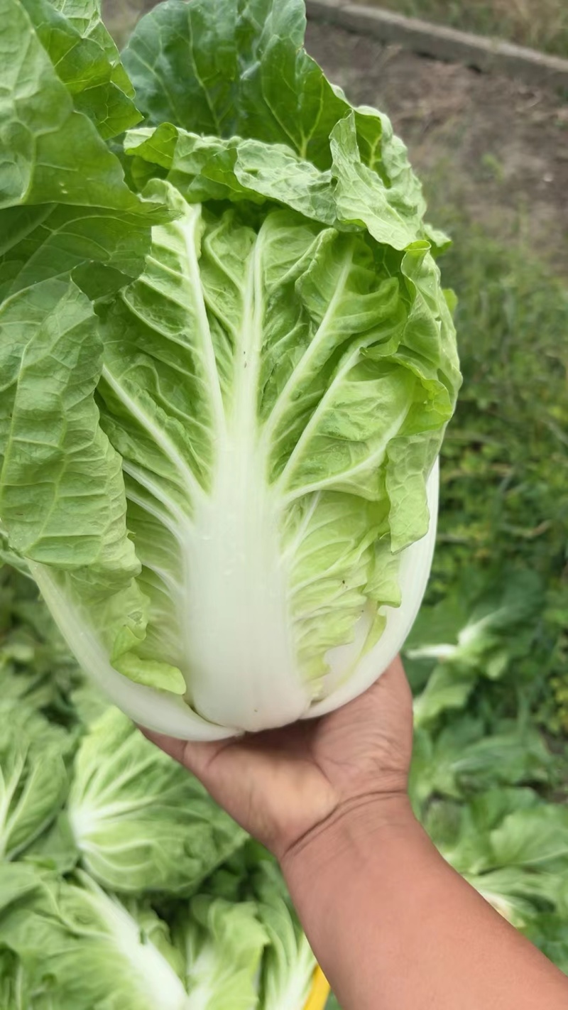 江苏盐城夏阳白菜大量供货，东台市