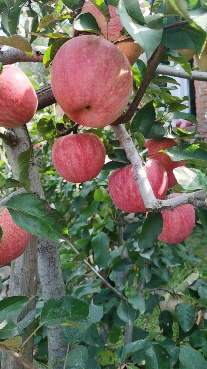 寒富苹果高货大量上市颜色好口感好味道重