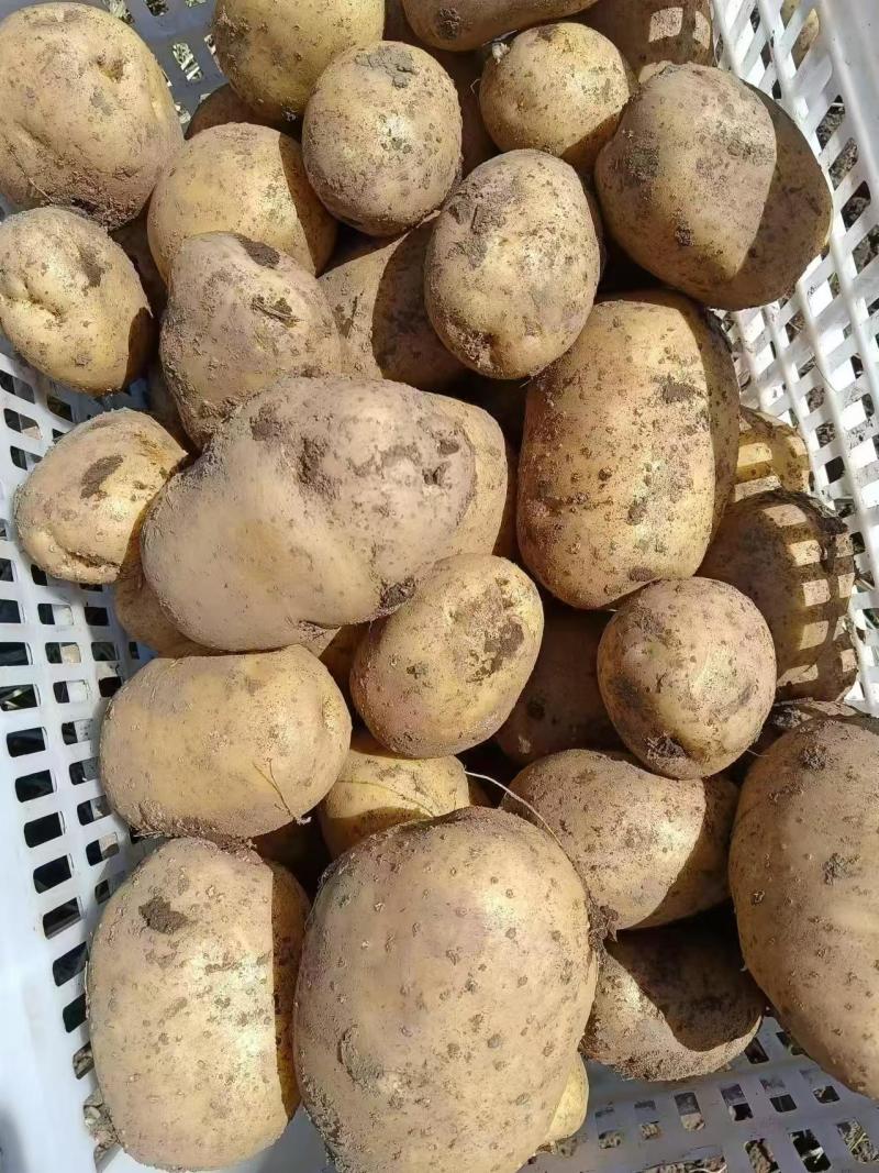 【推荐】吉林土豆/实验一号土豆/基地种植/欢迎咨询
