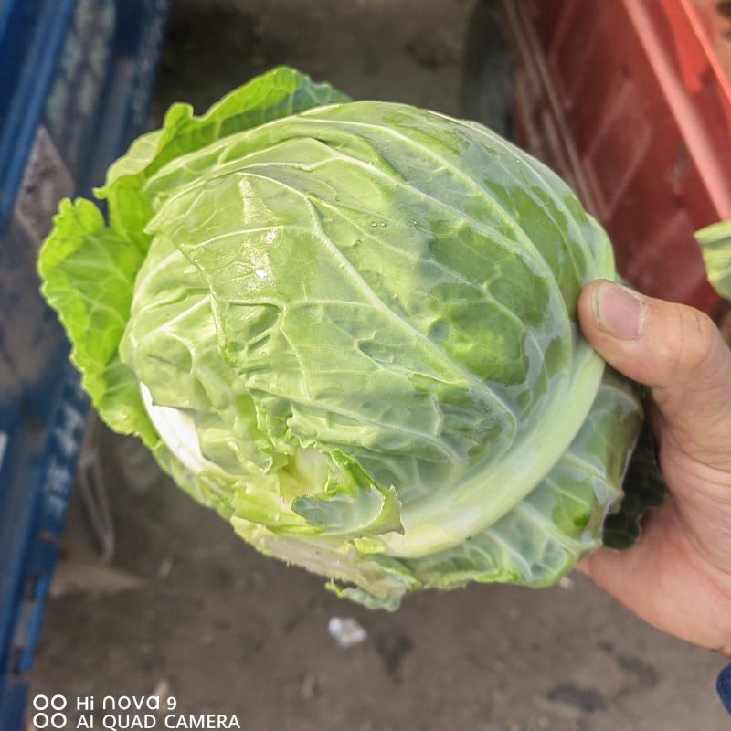 精品甘蓝大量供应，市场商超，加工厂，代发全国