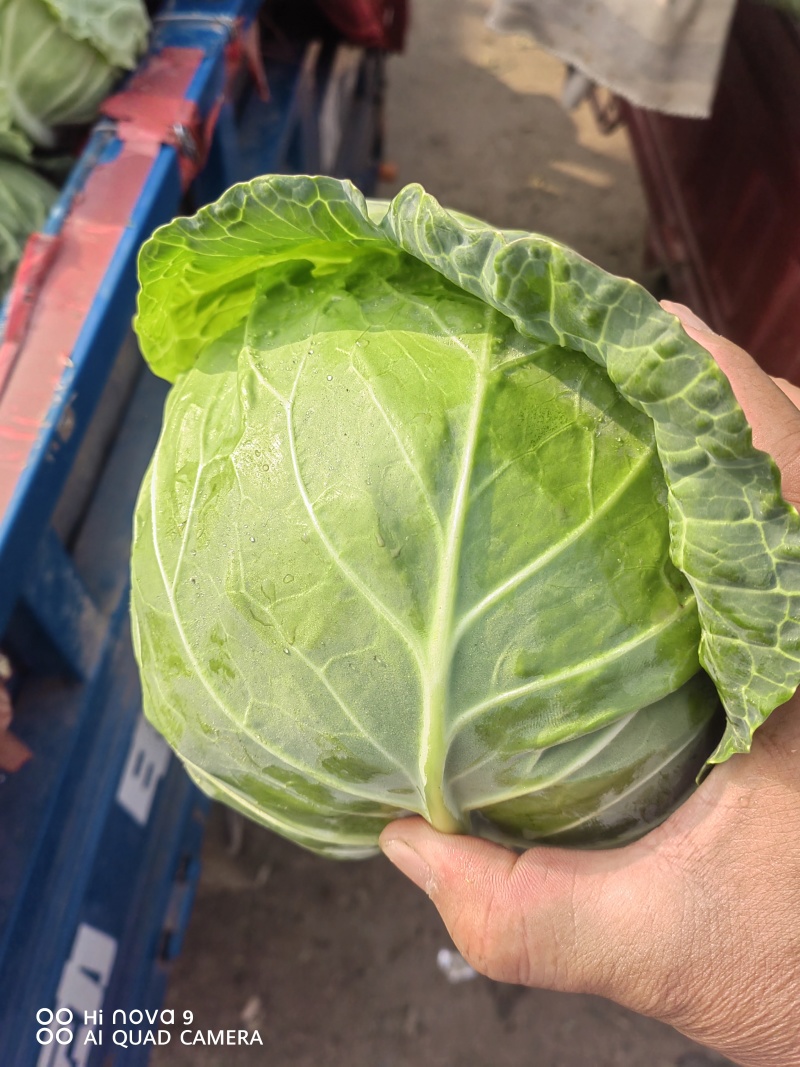 精品甘蓝大量供应，市场商超，加工厂，代发全国