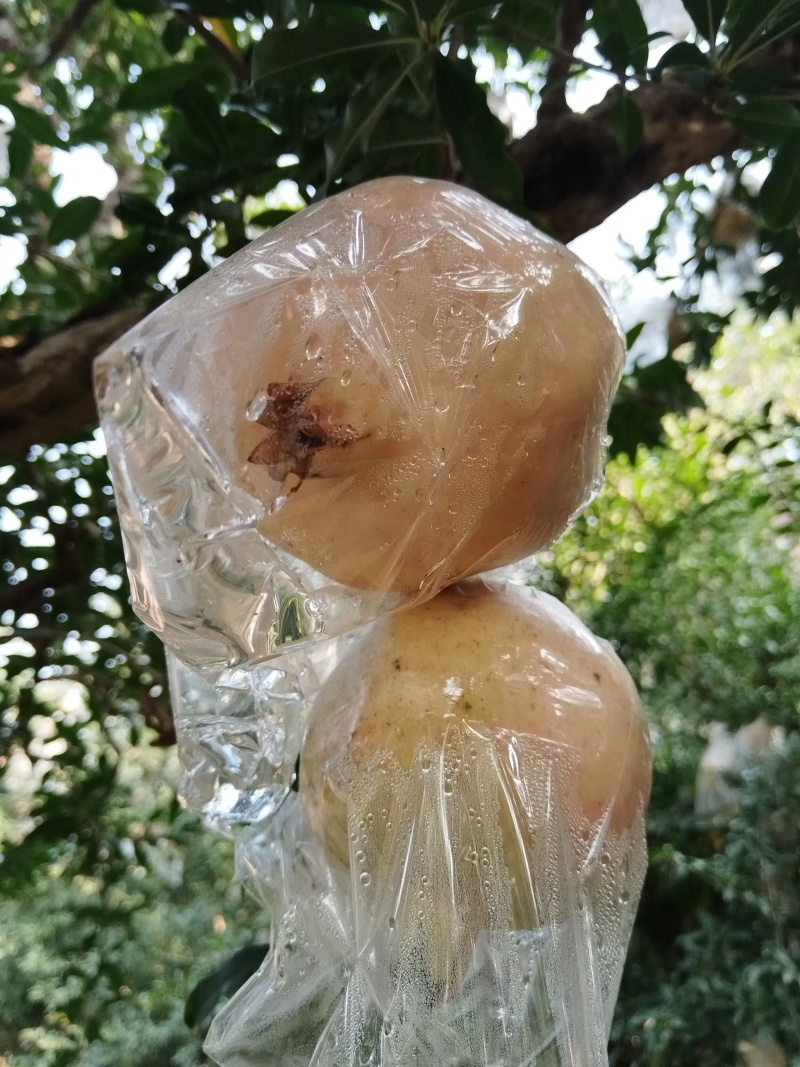 临潼石榴【甜石榴】口感丰富诚信经营可发往全国市场！