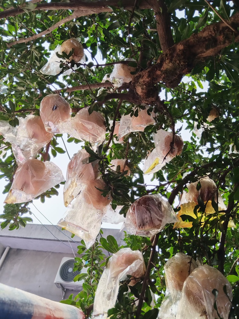 临潼石榴【甜石榴】口感丰富诚信经营可发往全国市场！