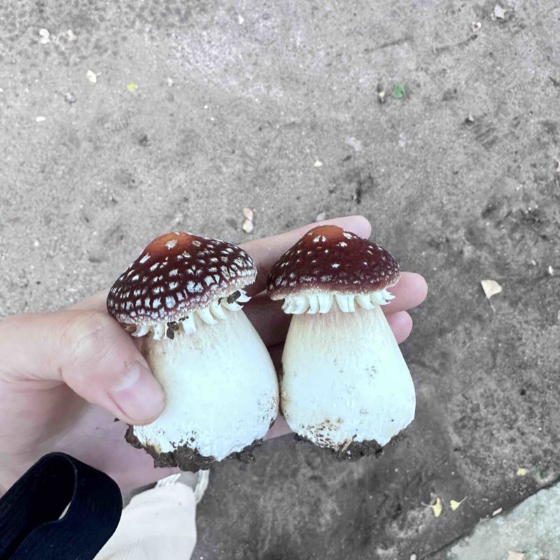 大球盖菇鲜品