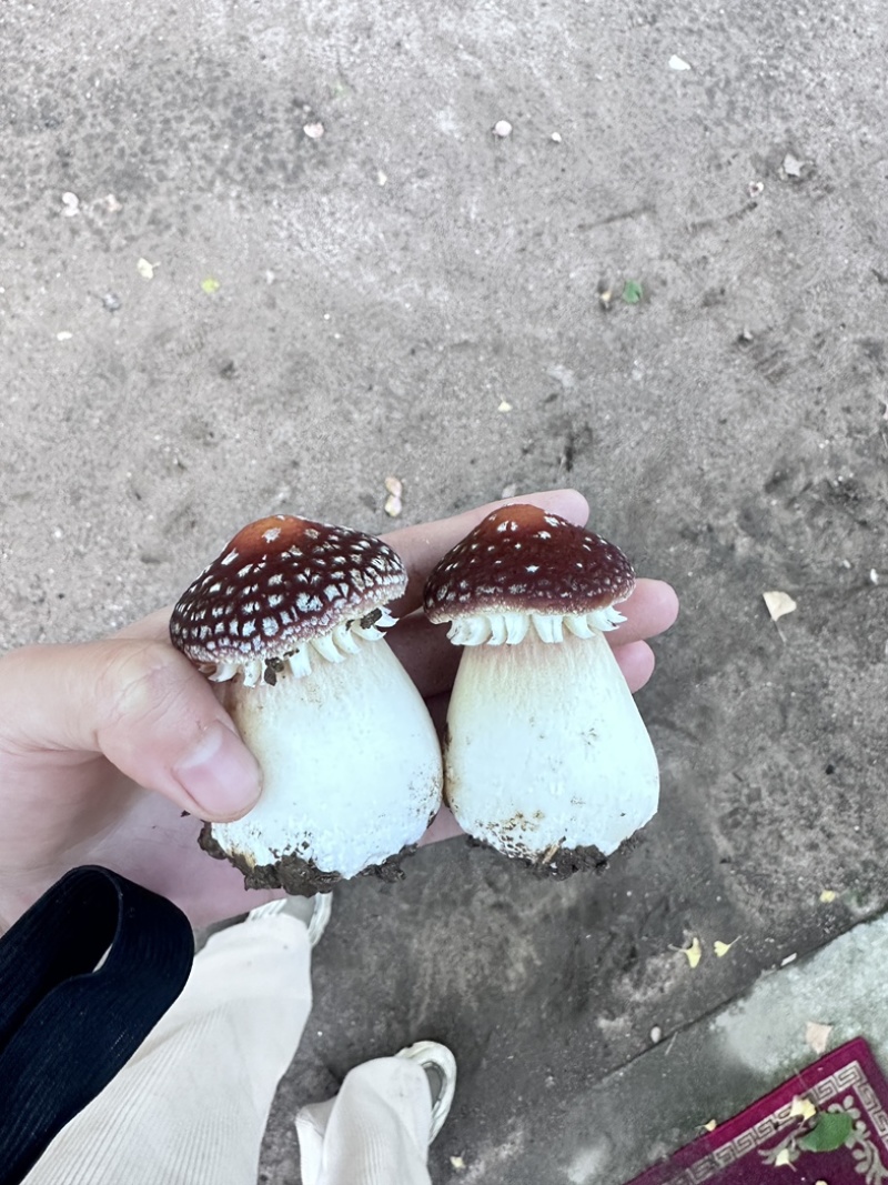 大球盖菇鲜品