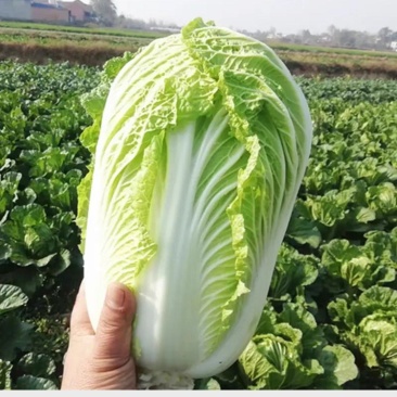 [精品]河北邯郸大白菜价格超低超优惠比产地都便宜