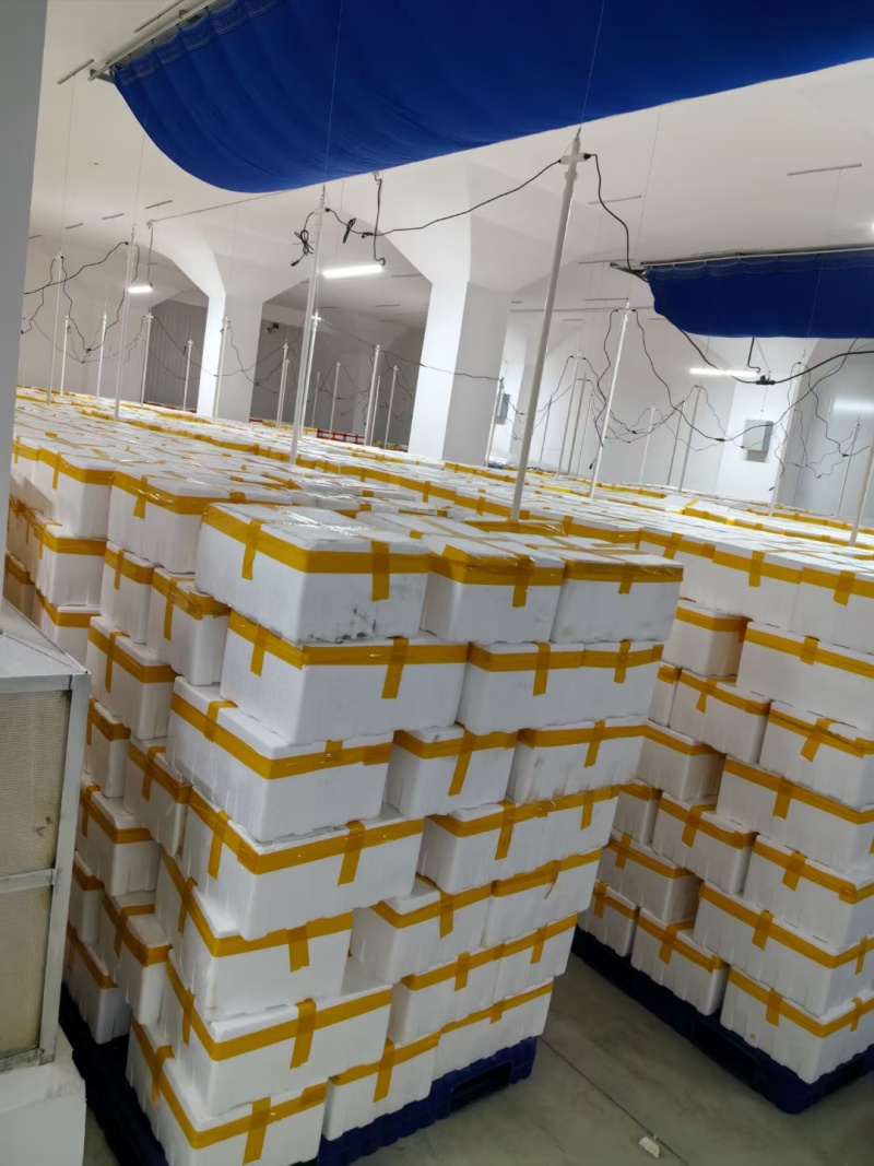 鲜采小米椒/存货60万吨
