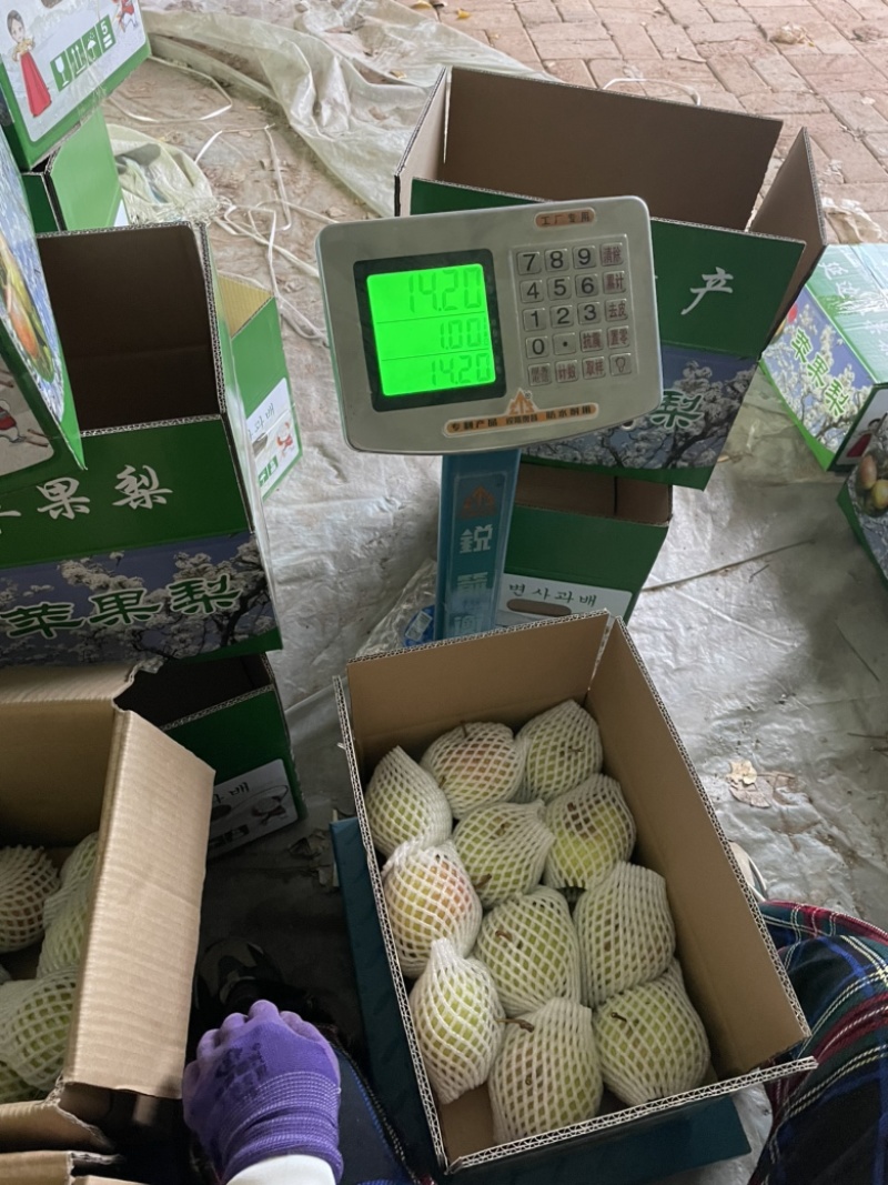 吉林延边龙井苹果梨东北特产苹果梨水果