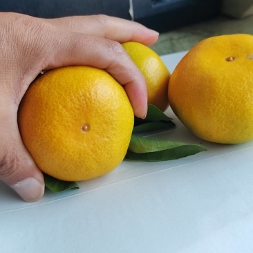 陕西汉中特早蜜桔