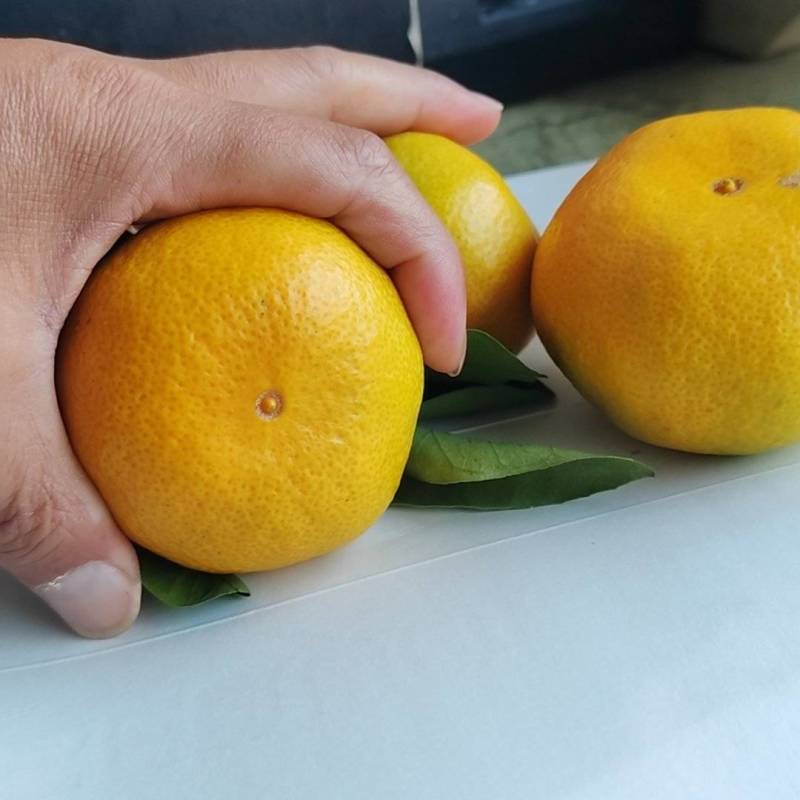 陕西汉中特早蜜桔