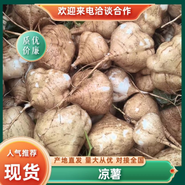 沙土凉薯地瓜沙葛土瓜。长期供应超市档口，量大从优