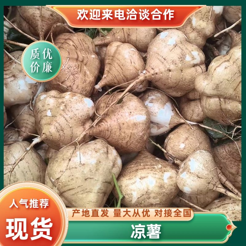 沙土凉薯地瓜沙葛土瓜。长期供应超市档口，量大从优