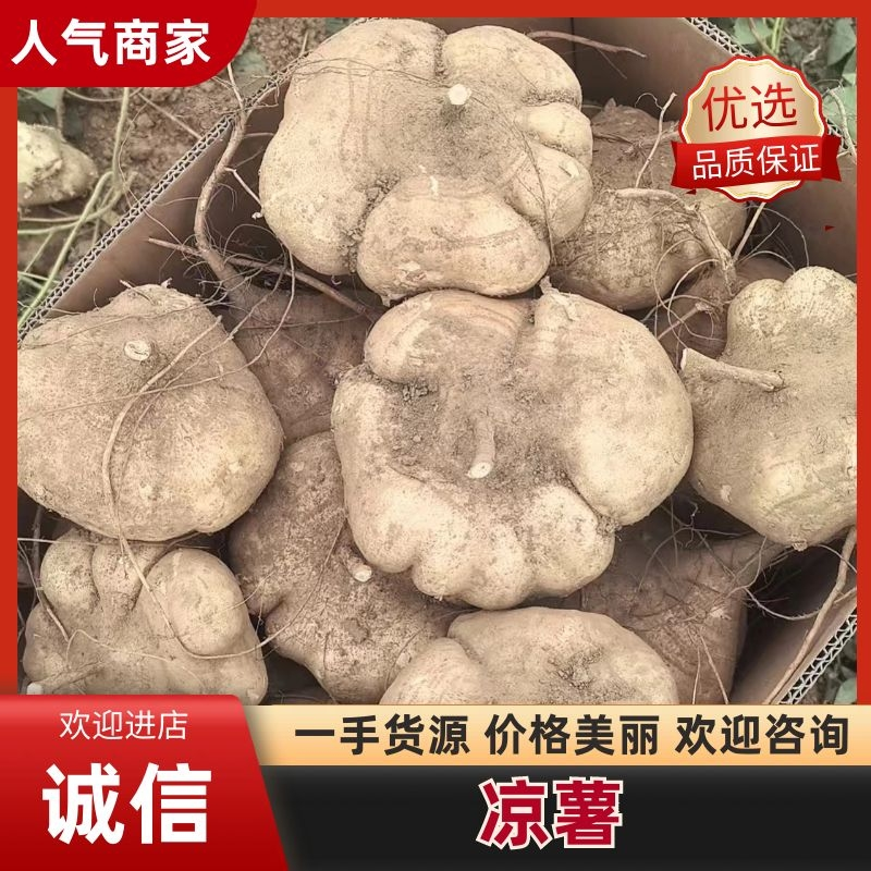 沙土地凉薯地瓜沙葛土瓜超市档口供应链，量大从优。