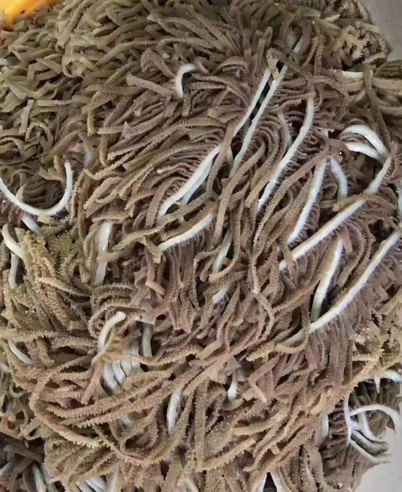 牛百叶，黑千层