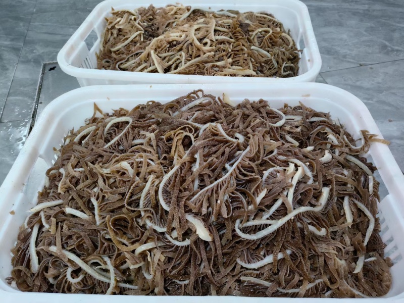 牛百叶，黑千层