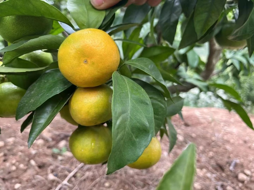 蜜橘果实与蜜橘黄素分子结构图