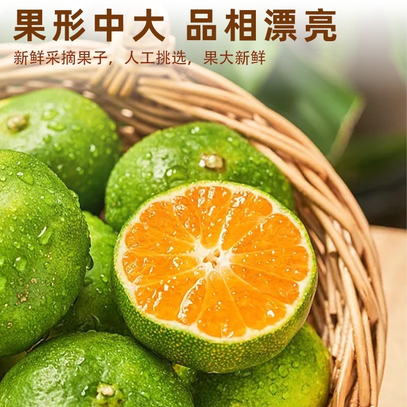 现货高山无籽蜜桔，橘子薄皮蜜橘青皮现摘，当季新鲜水果上市