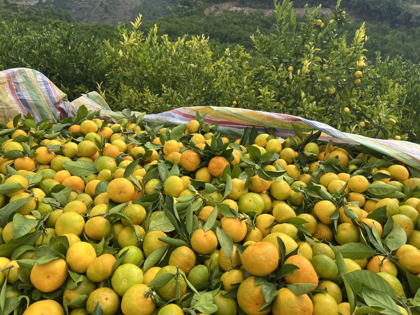 甜橙果实摆放在阳光下