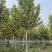 山东种苗种植基地法桐种苗品相好价格实惠存活率高