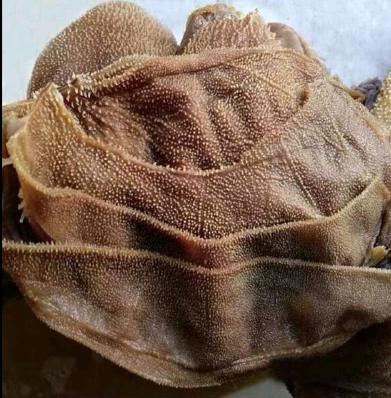 牛百叶，大叶片，中叶片，小叶片，量大从优，产地重庆