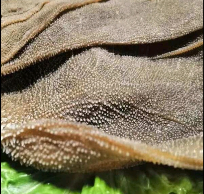 牛百叶，大叶片，中叶片，小叶片，量大从优，产地重庆