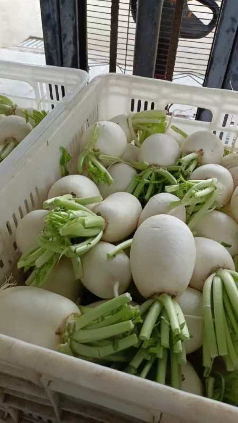 圆白萝卜量大
