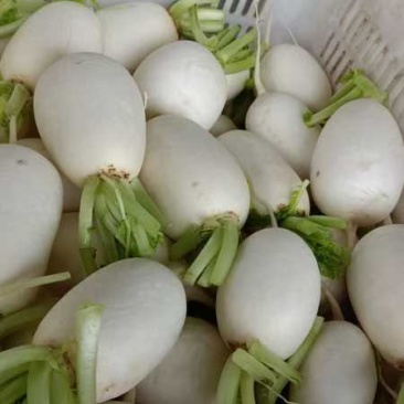 圆白萝卜量大