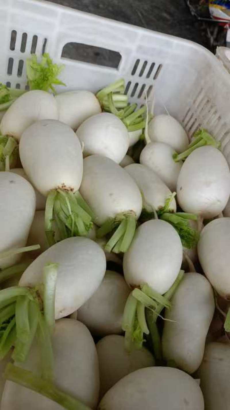 圆白萝卜量大