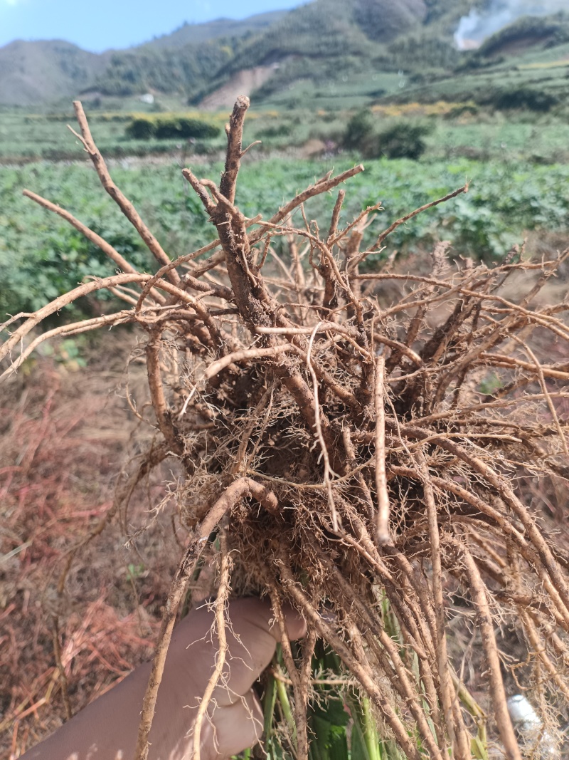 【独活】.常年经营各种中药材冷背药.中药材批发.质量保证