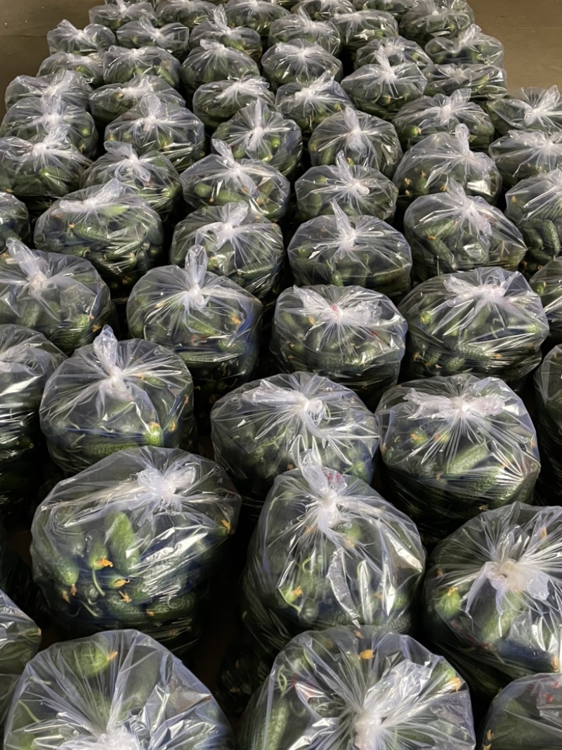 玛莎黄瓜，水果黄瓜，原产地发货，一件代发可视频看货可电商