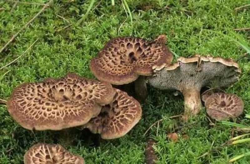 云南各种野生菌