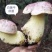 云南各种野生菌