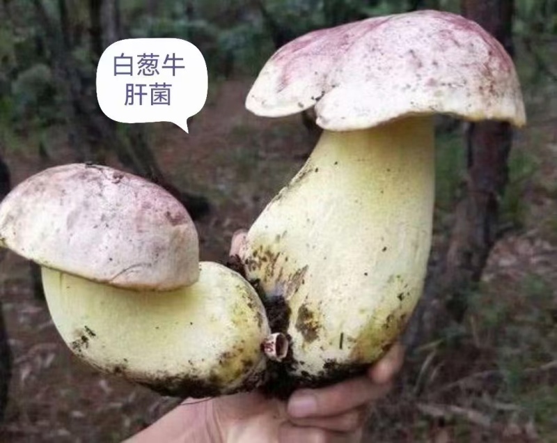 云南各种野生菌