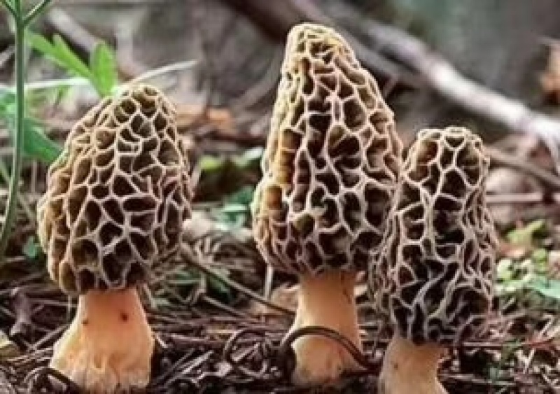 云南各种野生菌