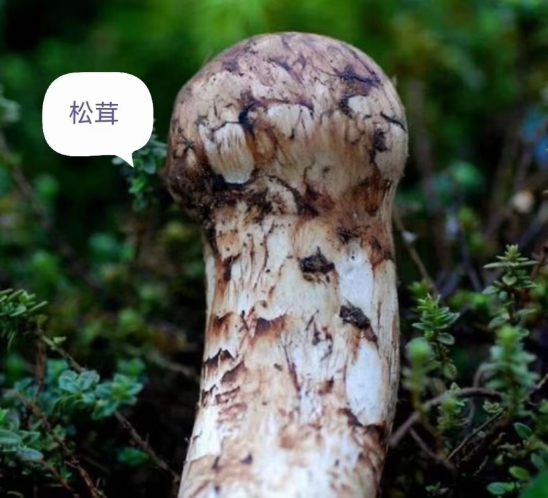 云南各种野生菌