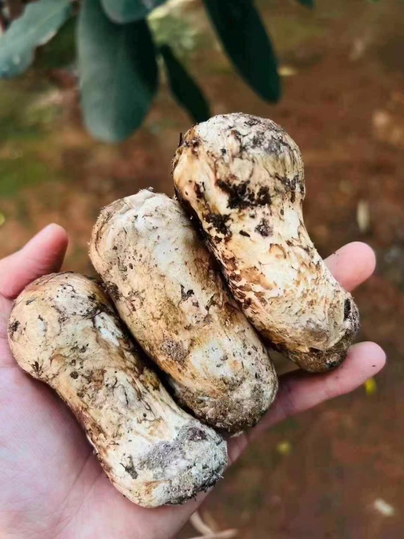 云南各种野生菌