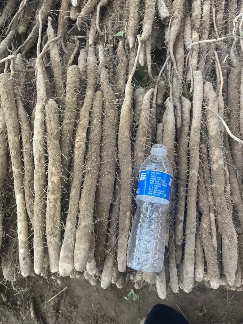 内黄山药产地直发大量双棒麻山药小白嘴上市欢迎致电