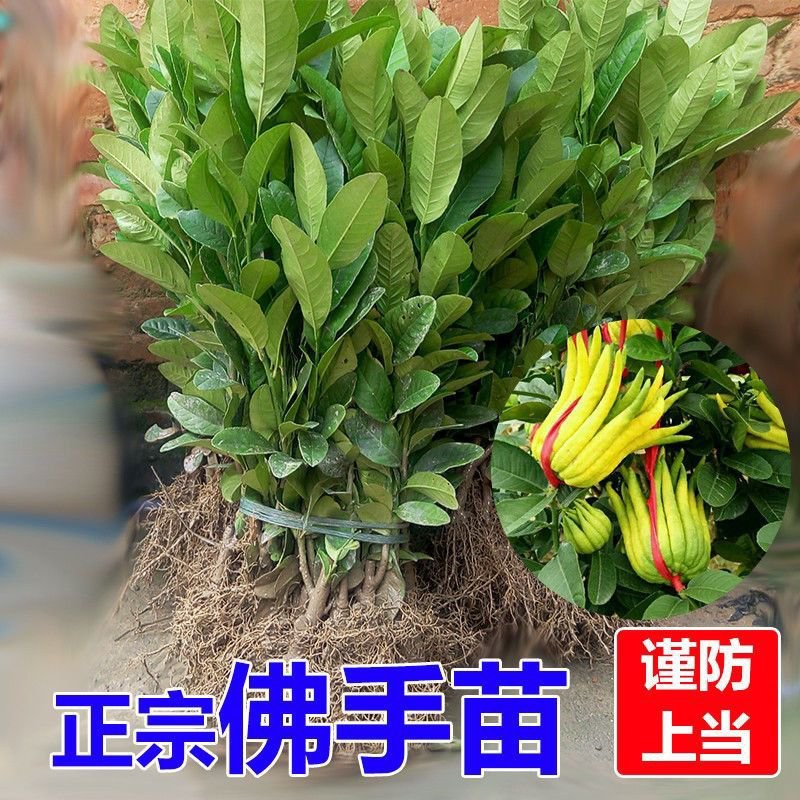 【佛手】金佛手盆栽地栽佛手大苗室内外观果植物佛手树苗包邮