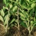 【佛手】金佛手盆栽地栽佛手大苗室内外观果植物佛手树苗包邮