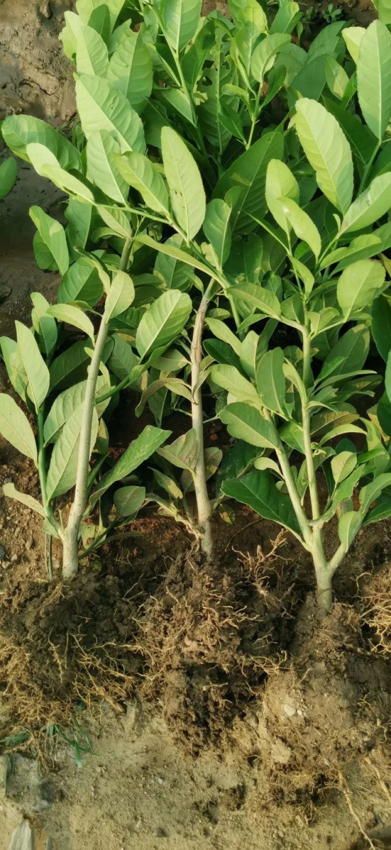 【佛手】金佛手盆栽地栽佛手大苗室内外观果植物佛手树苗包邮