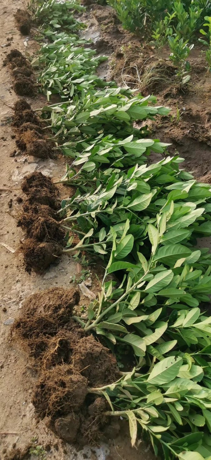 【佛手】金佛手盆栽地栽佛手大苗室内外观果植物佛手树苗包邮