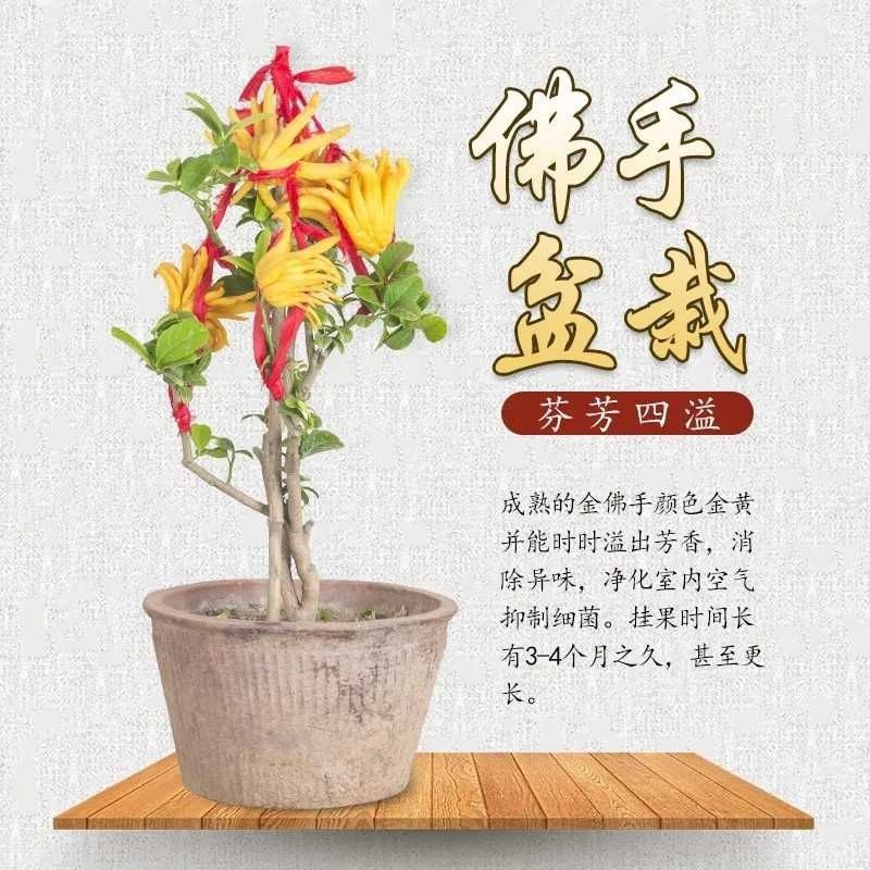 【佛手】金佛手盆栽地栽佛手大苗室内外观果植物佛手树苗包邮