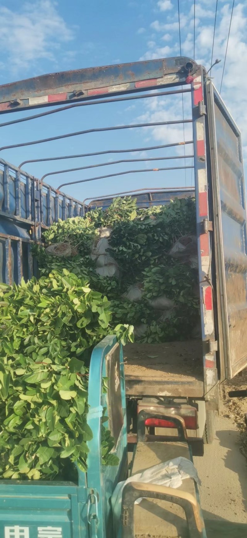 【佛手】金佛手盆栽地栽佛手大苗室内外观果植物佛手树苗包邮