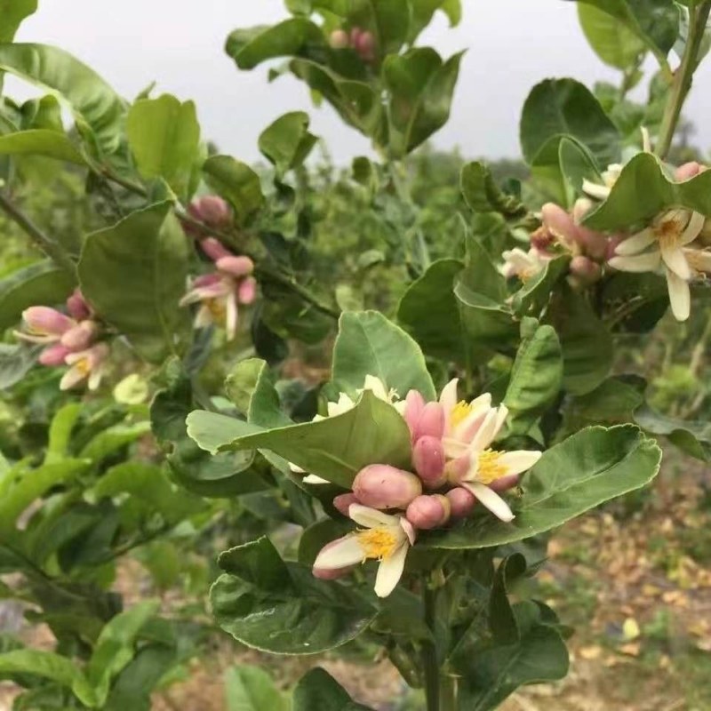 【佛手】金佛手盆栽地栽佛手大苗室内外观果植物佛手树苗包邮