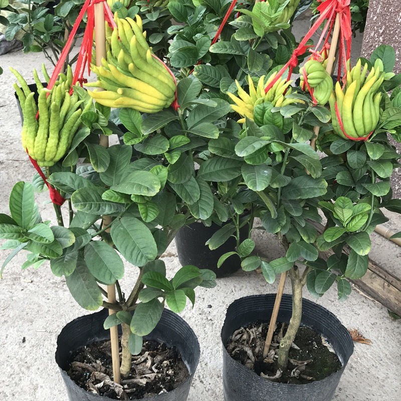 【佛手】金佛手盆栽地栽佛手大苗室内外观果植物佛手树苗包邮