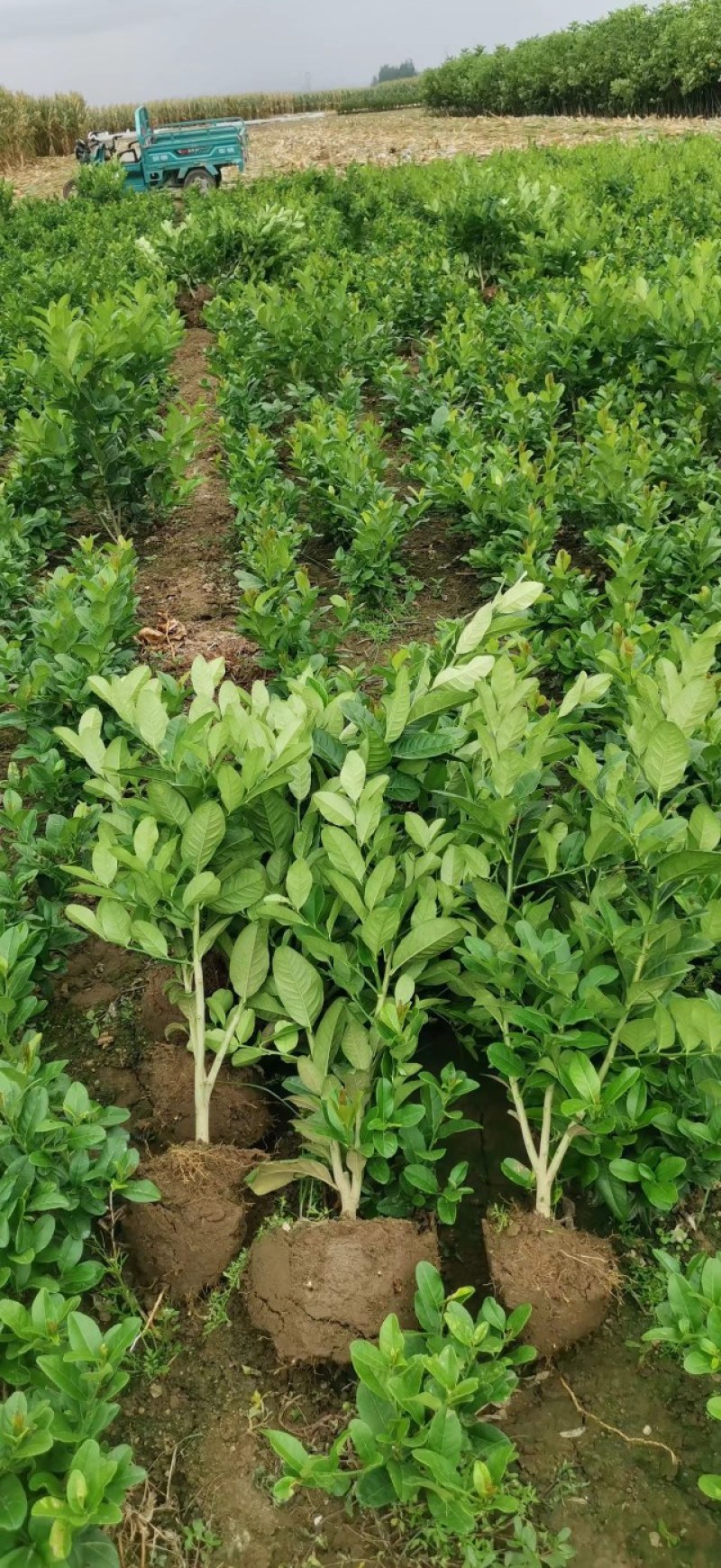 【佛手】金佛手盆栽地栽佛手大苗室内外观果植物佛手树苗包邮