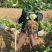 【佛手】金佛手盆栽地栽佛手大苗室内外观果植物佛手树苗包邮