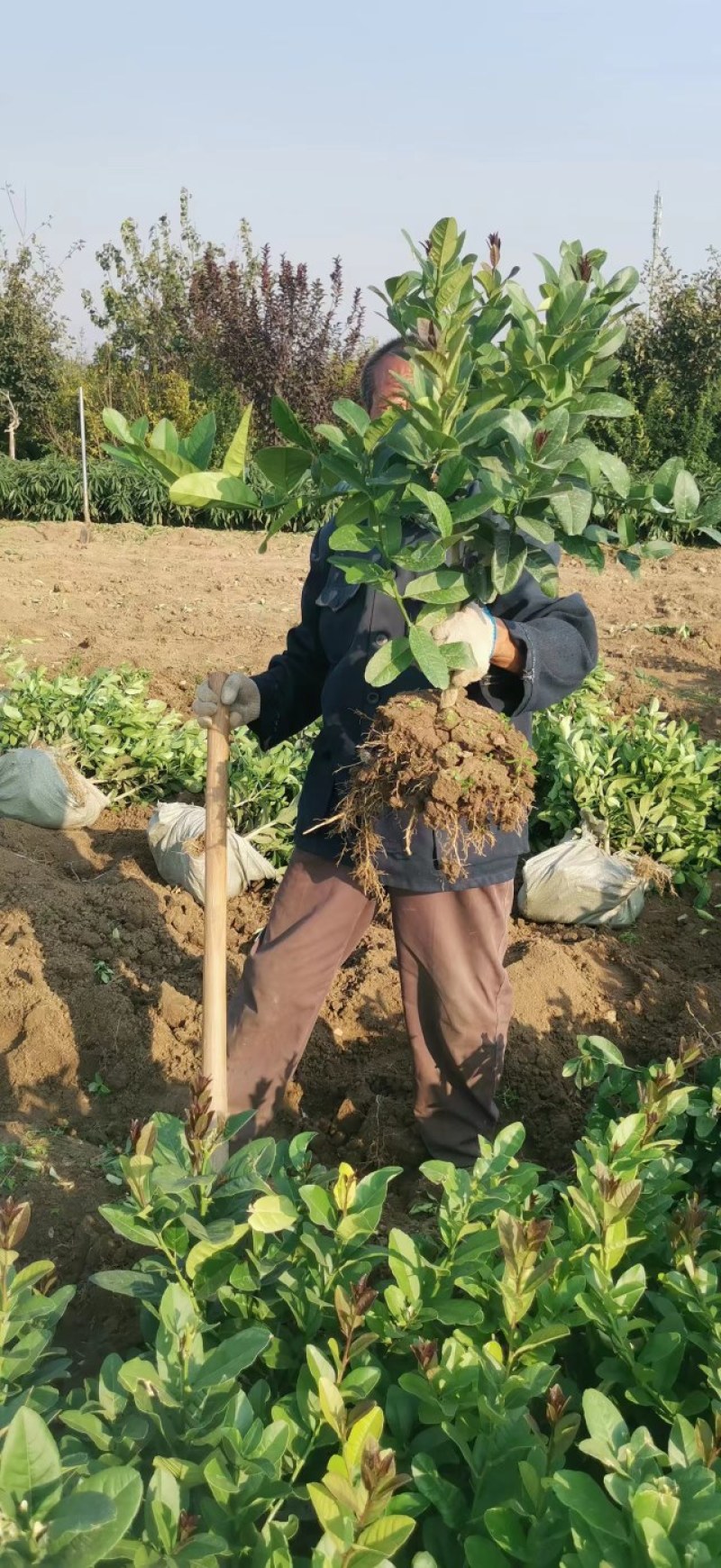 【佛手】金佛手盆栽地栽佛手大苗室内外观果植物佛手树苗包邮