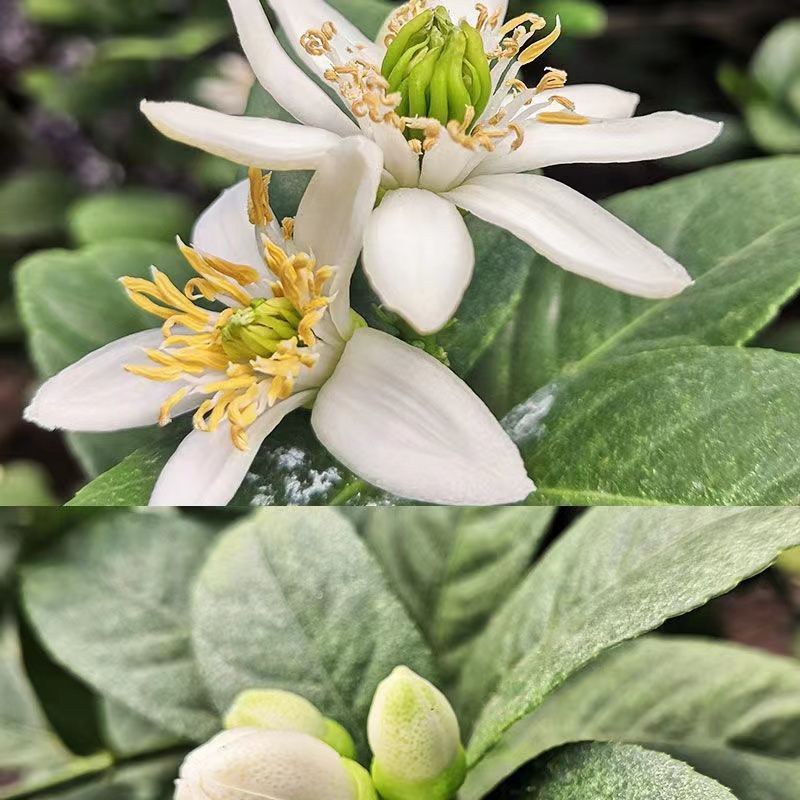【佛手】金佛手盆栽地栽佛手大苗室内外观果植物佛手树苗包邮