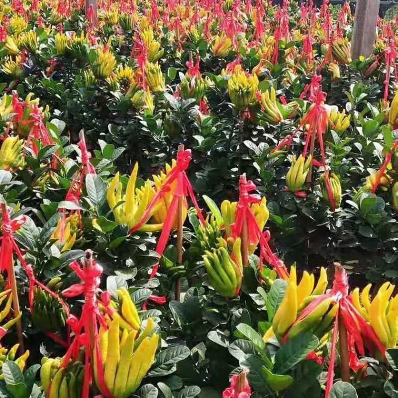 【佛手】金佛手盆栽地栽佛手大苗室内外观果植物佛手树苗包邮